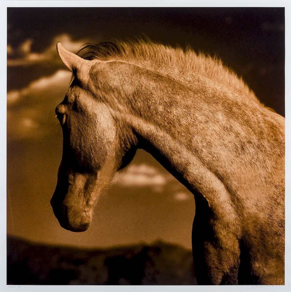 Appraisal: Michael Eastman American b Horse Michael Eastman American b Horse