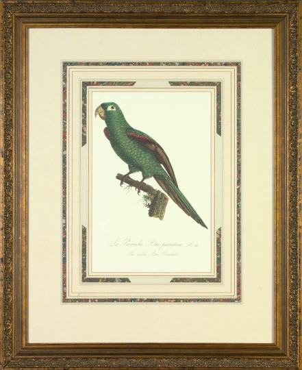 Appraisal: After Francois Levaillant French - Parrots pair of offset chromolithographs