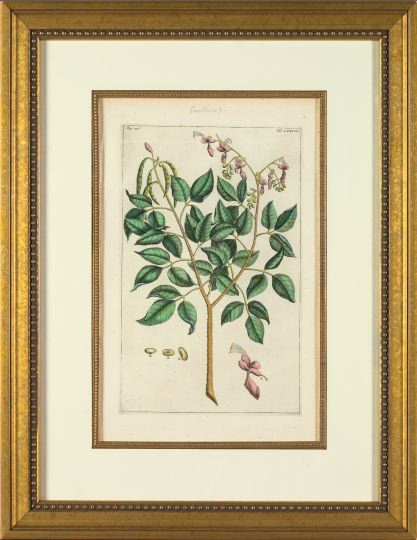 Appraisal: Pierre Bouchoz French Late th Early th Century Botanicals suite