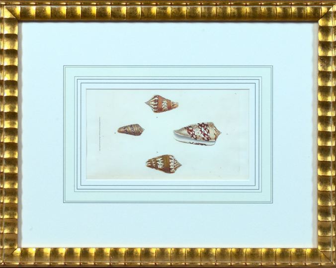 Appraisal: Edward Donovan British - Seashells suite of eight hand-colored engravings