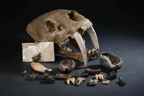 Appraisal: COLLECTION PLEISTOCENE EPOCH FOSSILS Including south eastern American teeth specimens