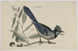 Appraisal: After Mark Catesby British - Blu Jay T XXX from