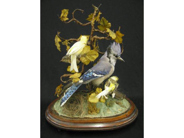 Appraisal: Victorian Taxidermy Bird Group under glass dome blue jay others