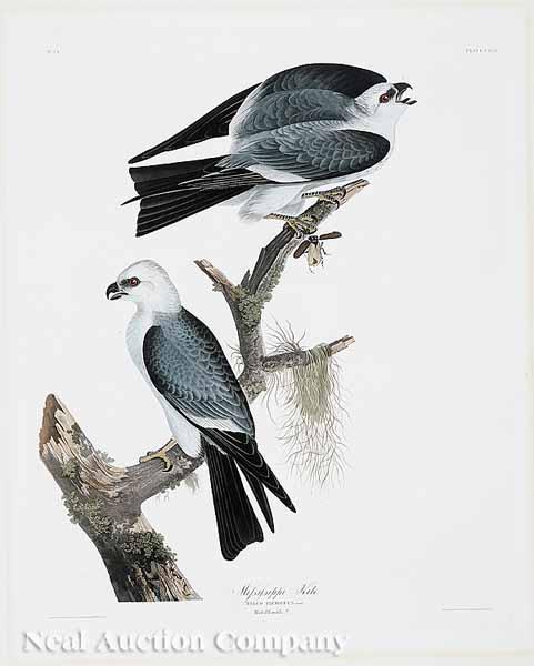 Appraisal: After John James Audubon American - Mississippi Kite No Plate