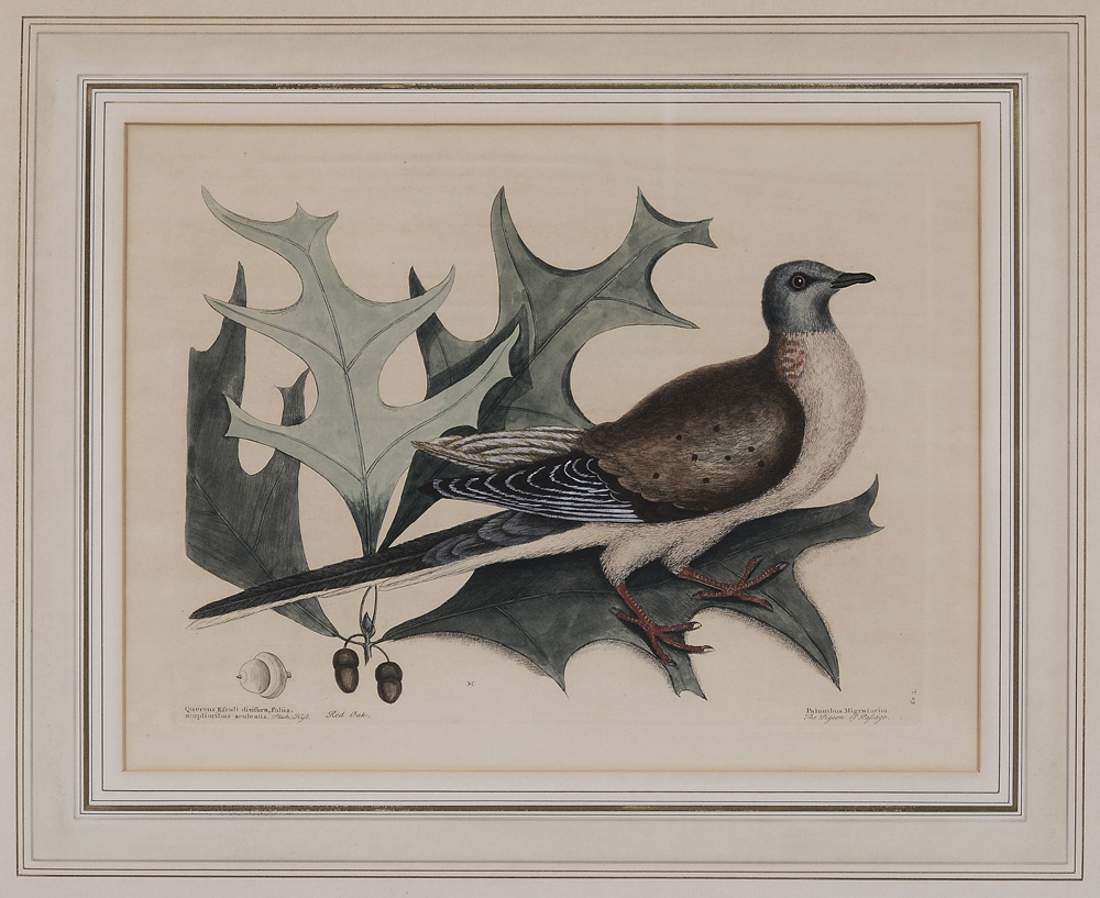 Appraisal: Mark Catesby British - Palumbus Migratorius -- The Pigeon of