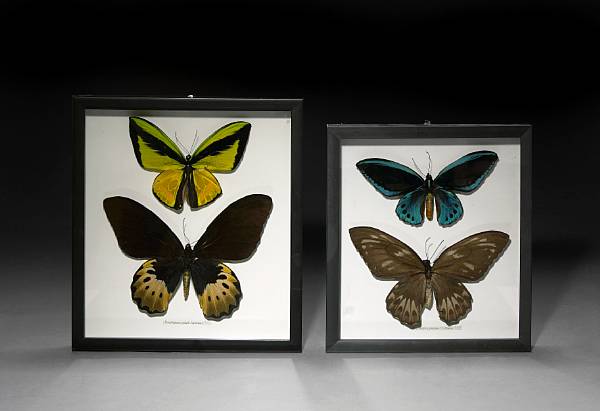 Appraisal: Priamus urvillanus Goliath supremus Indonesia A pair of framed butterfly