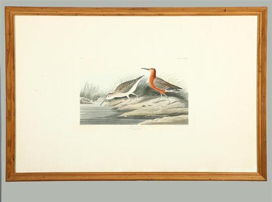 Appraisal: PIGMY CURLEW AFTER JOHN JAMES AUDUBON AMERICAN - Handcolored aquatint