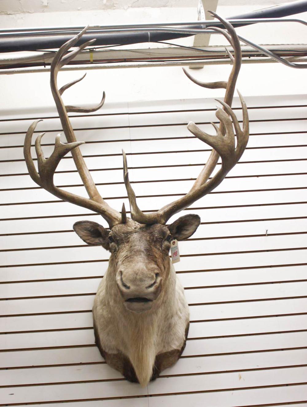 Appraisal: NORTH AMERICAN CARIBOU TAXIDERMY MOUNT Woodland or Mountain subspecies head