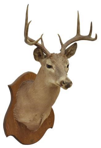 Appraisal: Whitetail deer taxidermy -point trophy shoulder mount on wood plaque