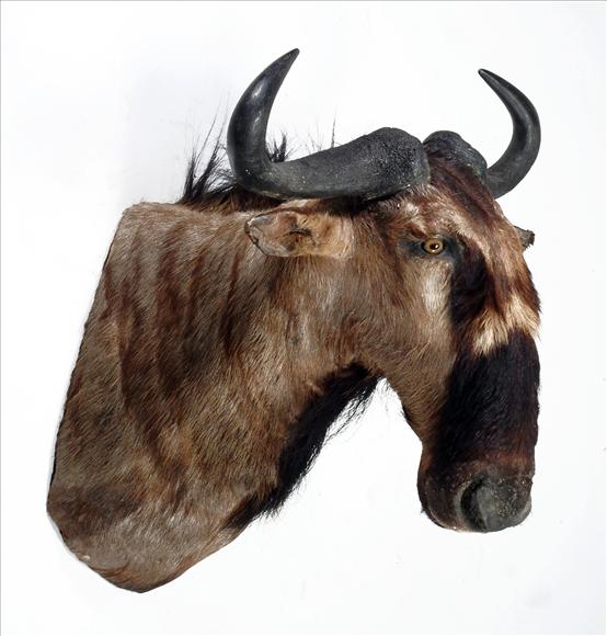 Appraisal: A shoulder-mount of a Wildebeest cm in length