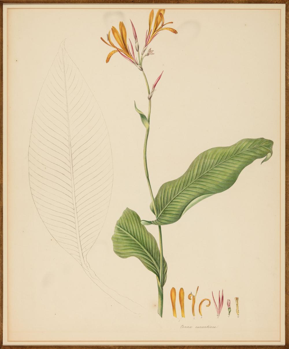 Appraisal: Antique Botanical Prints Canna Denudata and Canna Aurantiaca hand-colored lithographs