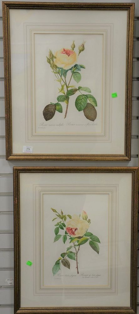 Appraisal: Thirteen framed and matted botanical prints eight after Pierre Joseph