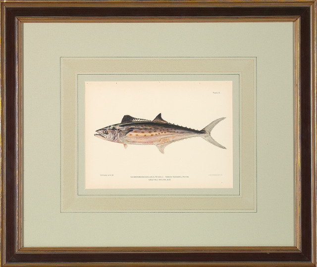 Appraisal: American School Early th Century Fish Studies suite of six