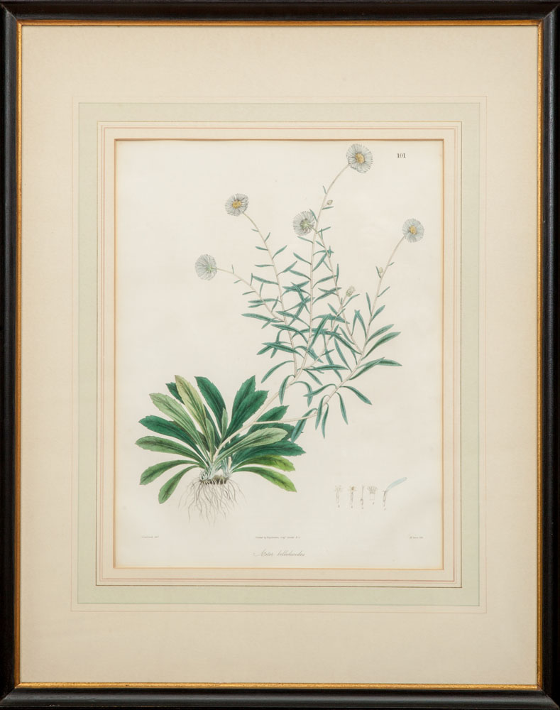 Appraisal: European School Four Botanical Plates Four lithographs with hand-coloring on