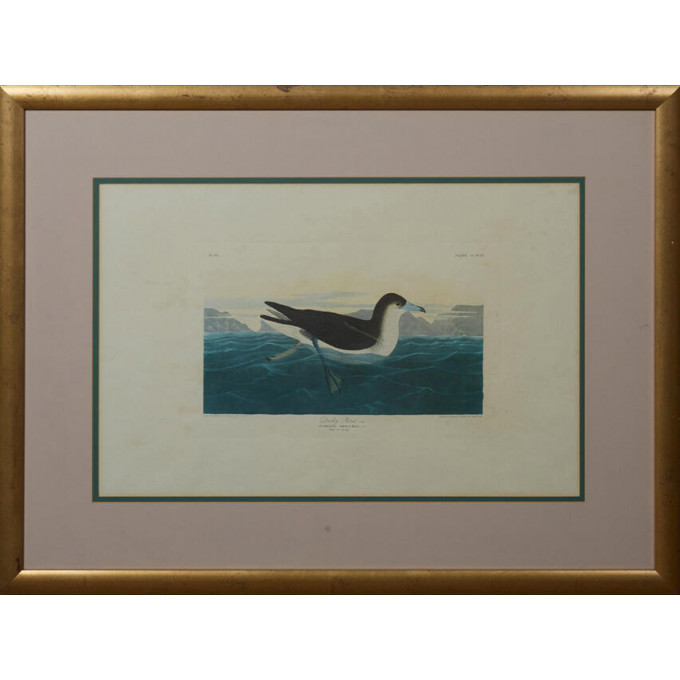 Appraisal: John James Audubon - Dusky Petrel No Plate Amsterdam edition