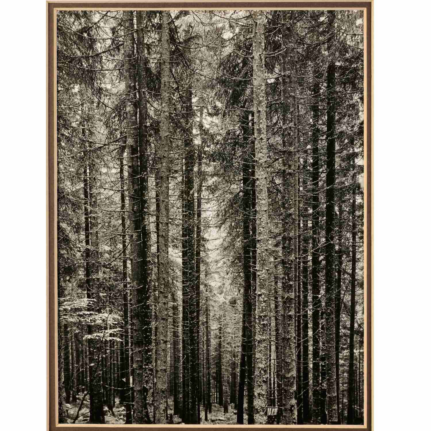 Appraisal: MARGARET BOURKE-WHITE THE BOHEMIAN FOREST Margaret Bourke-White American - gelatin