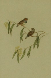 Appraisal: John Gould - Chestnut Eared Finch - hand coloured lithograph