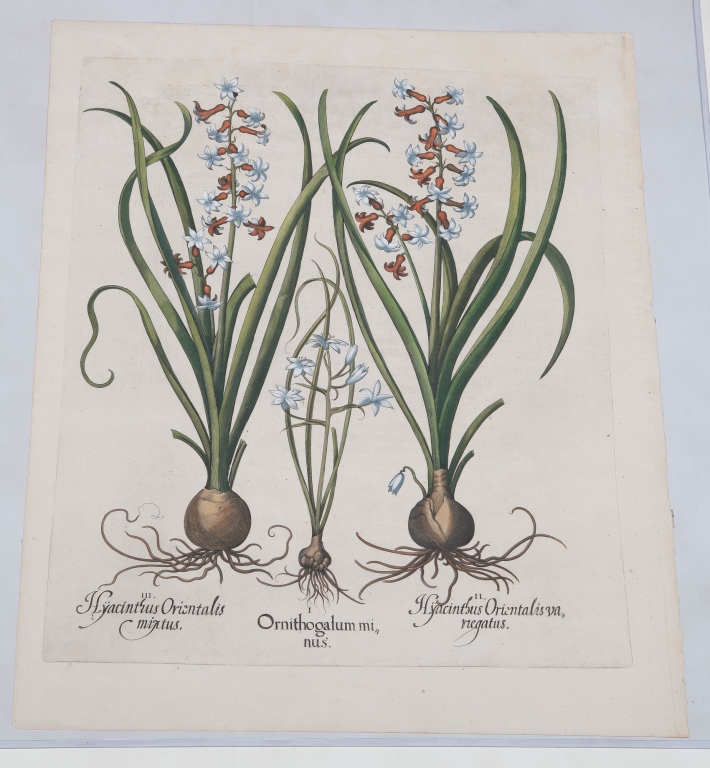 Appraisal: BASILUS BESLER HYACINTH PRINT German - Hand colored engraving on