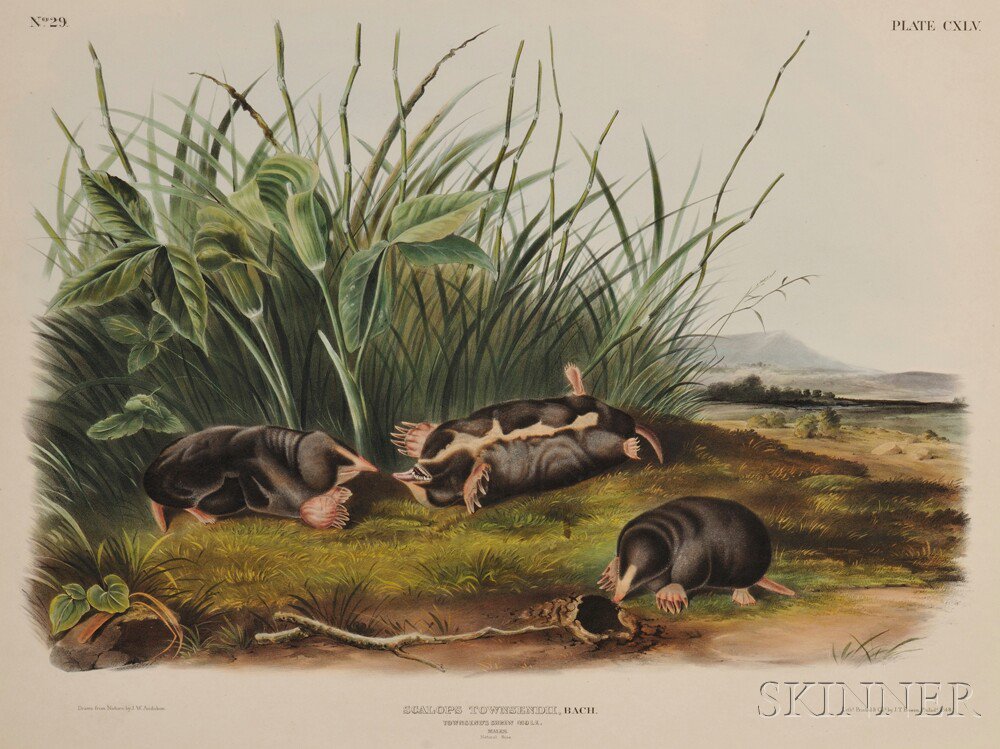 Appraisal: Audubon John James - Townsend's Shrew Mole Plate CXLV from