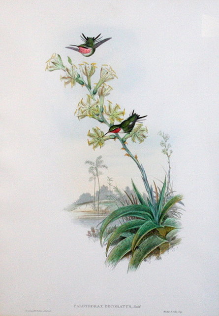 Appraisal: A GROUP OF FOUR ORNITHOLOGICAL PRINTS by Gould and Richter