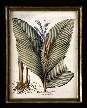 Appraisal: AFTER BASILIUS BESSLER CANNA INDICA Engraving with hand-coloring x in