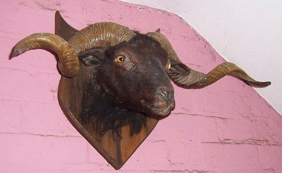 Appraisal: A ram's head mounted on a wooden shield