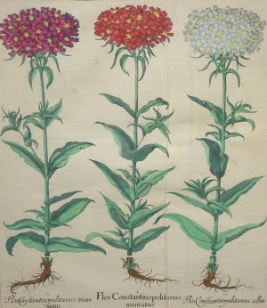 Appraisal: European School th century- Botanical studies hand-coloured engravings a pair