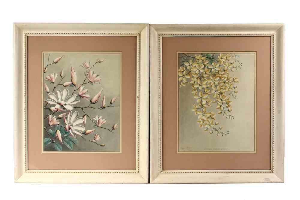 Appraisal: PAIR WATERCOLORS - Botanicals 'Cassia Fistula Linn' 'Magnolia Stellata Maxim'