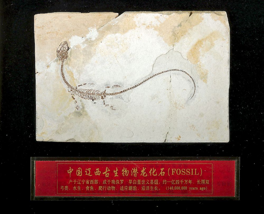 Appraisal: Framed Jixian Sinohydrosaurus Lingyuanensis Fossil Northeast China Lingyuan Liaoning Province