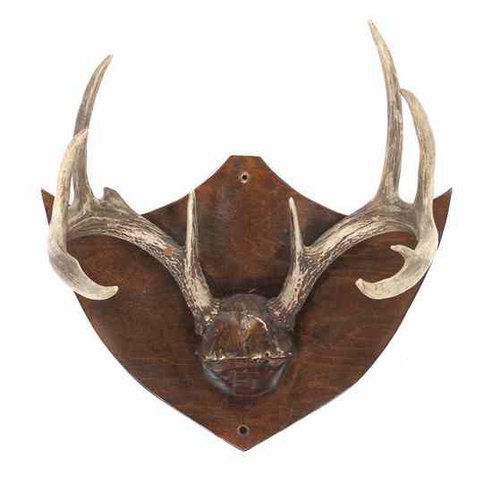 Appraisal: A Pair of White-Tailed Buck Antlers set on a wood