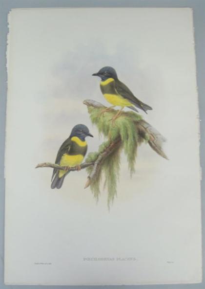 Appraisal: pieces Hand-Colored Lithographs Gould J E Sharpe Richard Yellow-banded Robin