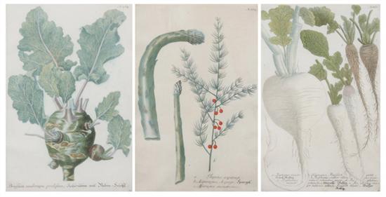 Appraisal: JOHANN WILHELM WEINMANN German - Three vegetable studies from Phytanthoza