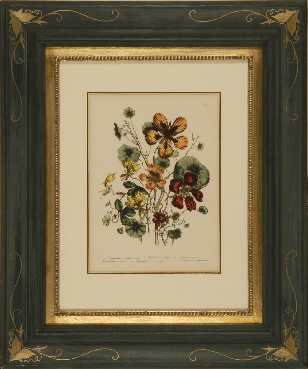 Appraisal: FRAMED BOTANICAL PRINT x sight Nicely matted and framed