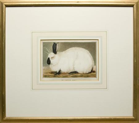 Appraisal: After H White THE SIBERIAN RABBIT Chromolithograph by F Waller