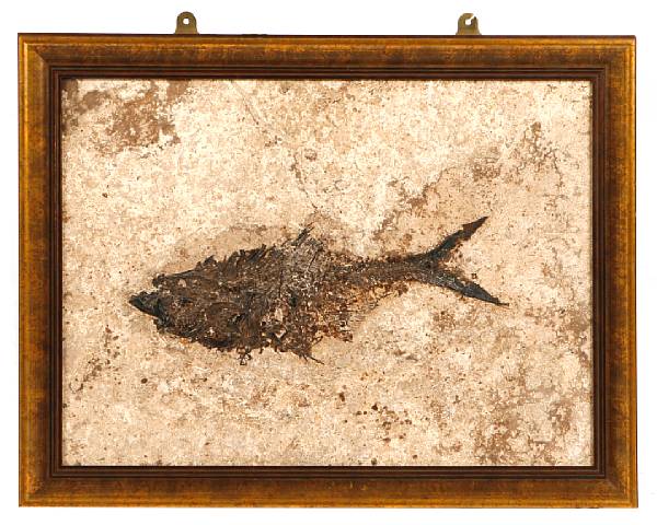 Appraisal: A framed fish fossil framed dimensions x in