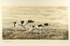 Appraisal: ETCHING - 'Pointers in Plains' by Leon Danchin - pencil