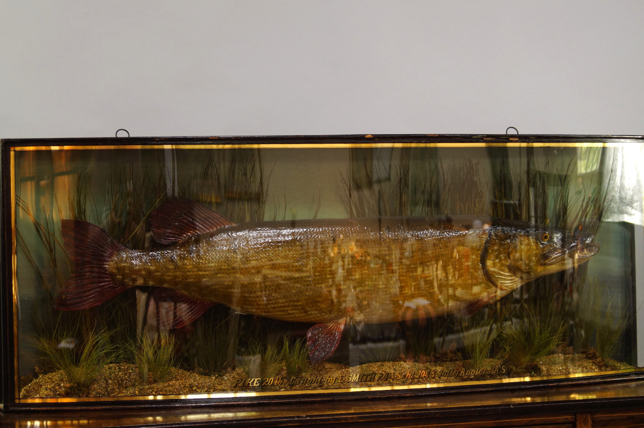 Appraisal: Taxidermy A Pike lbs caught by E Smith th Sept