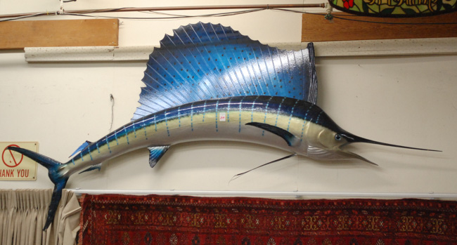 Appraisal: PACIFIC SAILFISH TROPHY MOUNT Overall length - '