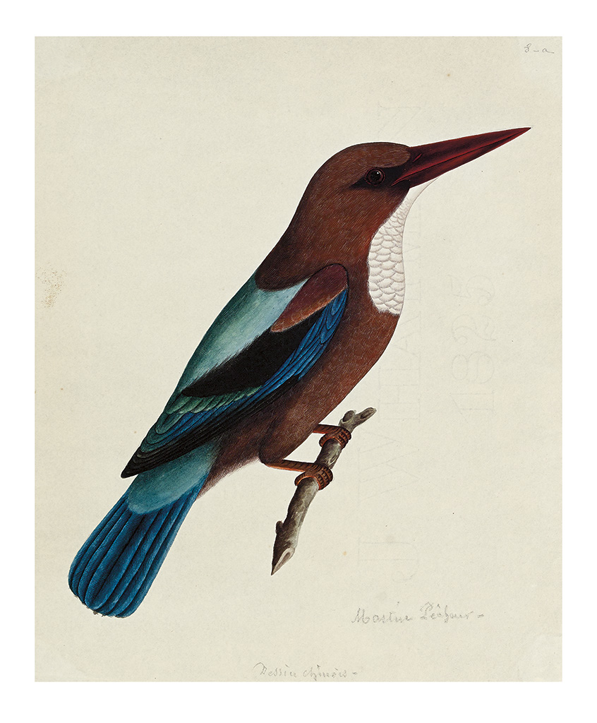 Appraisal: BIRDS Indian Company School White-throated kingfisher Watercolor and gouache heightened