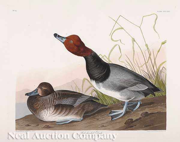 Appraisal: John James Audubon American - Red-headed Duck Plate CCCXXII from