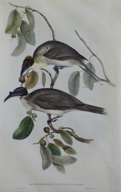 Appraisal: Friar Bird Tropidorhynchus Corniculatus Lithograph by Elizabeth Gould