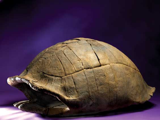 Appraisal: GIANT EXTINCT TORTOISE CARPACE Pleistocene Million Years Old Leisey Shell