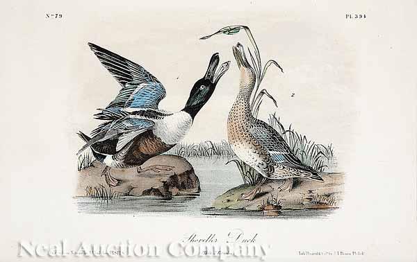 Appraisal: After John James Audubon American - Duskey Duck Shoveller Duck