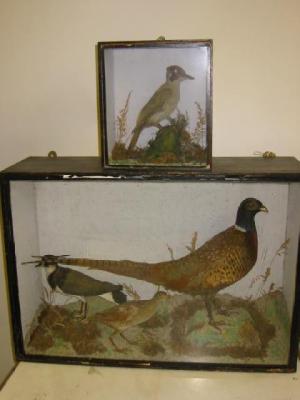 Appraisal: A TAXIDERMY DISPLAY OF BIRDS depicting a cock pheasant plover