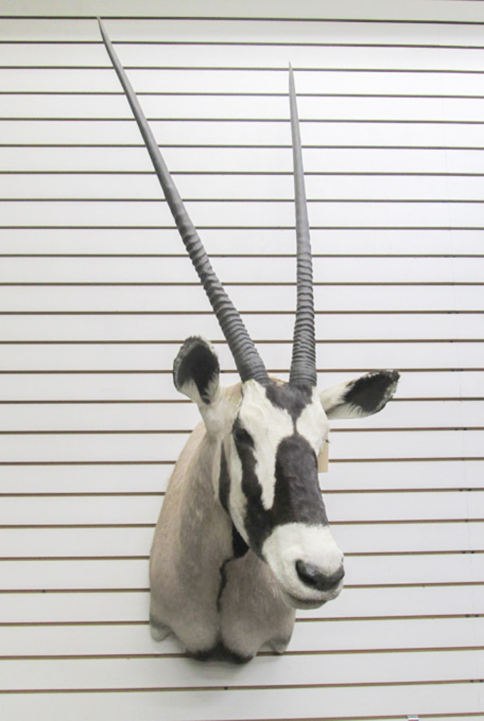 Appraisal: GEMSBOCK TAXIDERMY MOUNT a large antelope of the Oryx genus