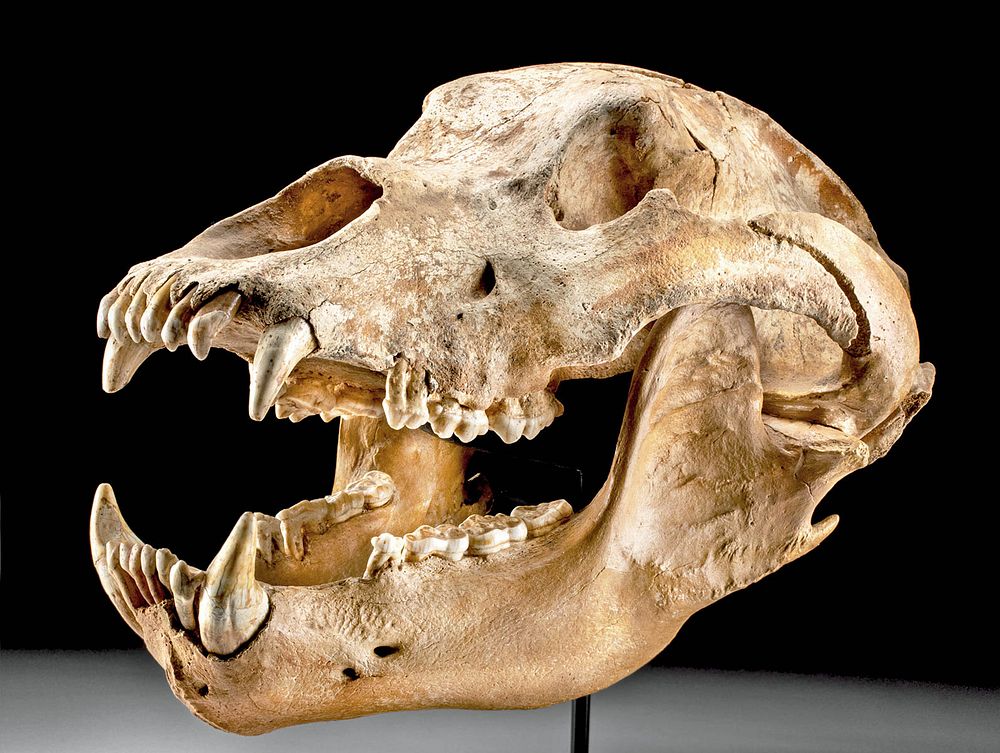 Appraisal: Fossilized Pleistocene Cave Bear Skull Ancient Europe Romania Pleistocene epoch