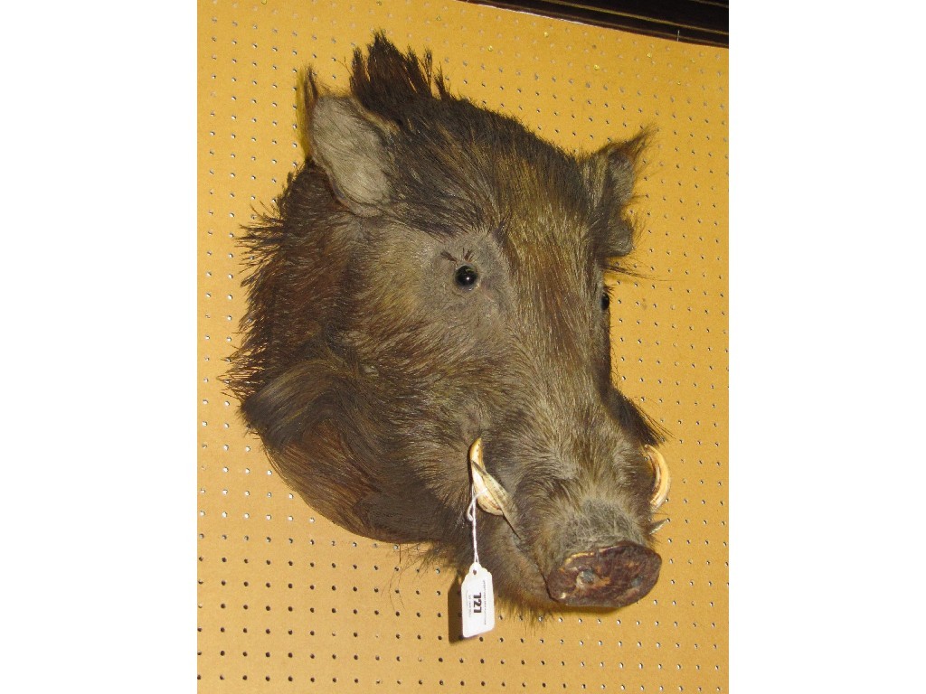 Appraisal: Wall mounted taxidermy of a boar's head