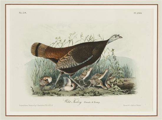 Appraisal: Audubon John James after Ger -Am - Wild Turkey Female