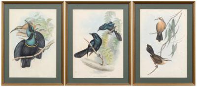 Appraisal: Three Gould and Richter lithographs Ptiloris Magnificus Manucodia Keraudreni and