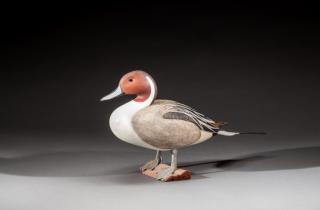 Appraisal: Life-Size Standing Pintail DrakeRobert G Kerr b Smith Falls Ontario